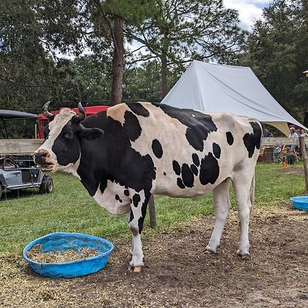 Rooterville Animal Sanctuary Melrose Екстериор снимка