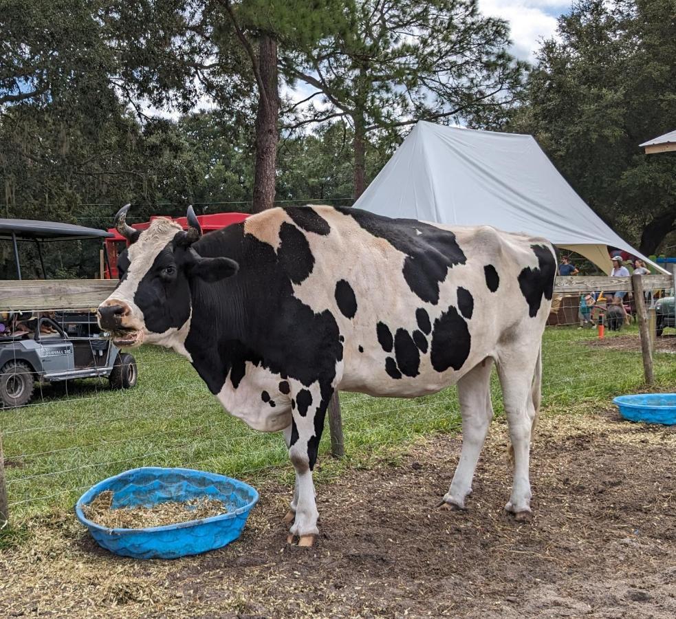 Rooterville Animal Sanctuary Melrose Екстериор снимка