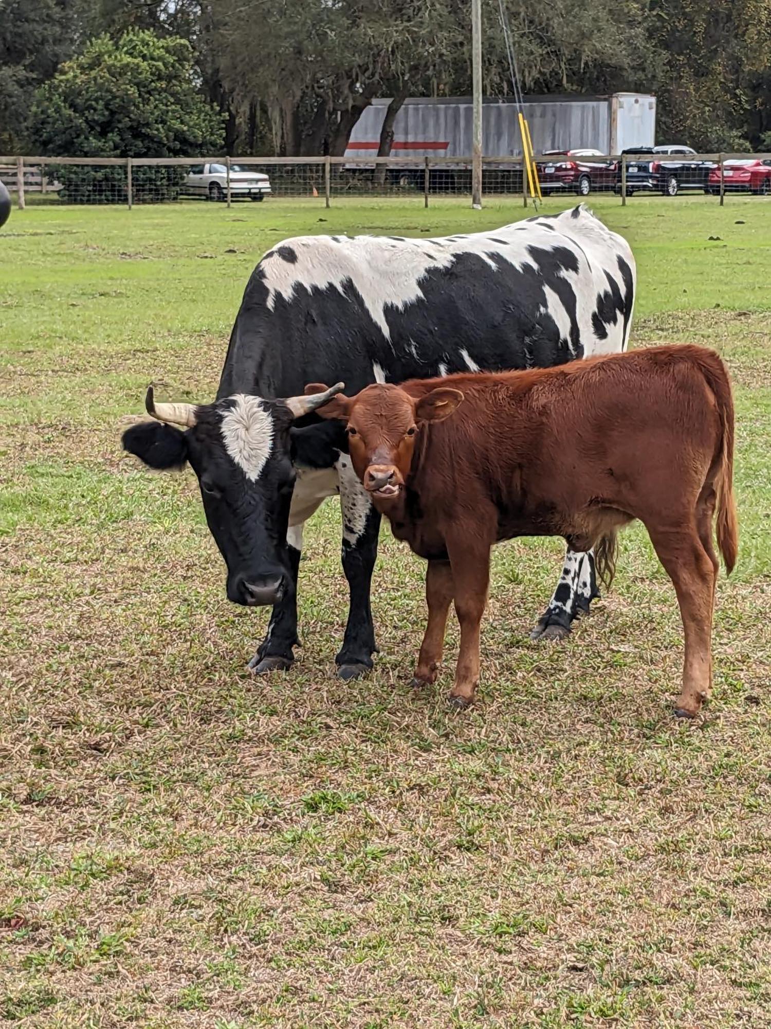 Rooterville Animal Sanctuary Melrose Екстериор снимка