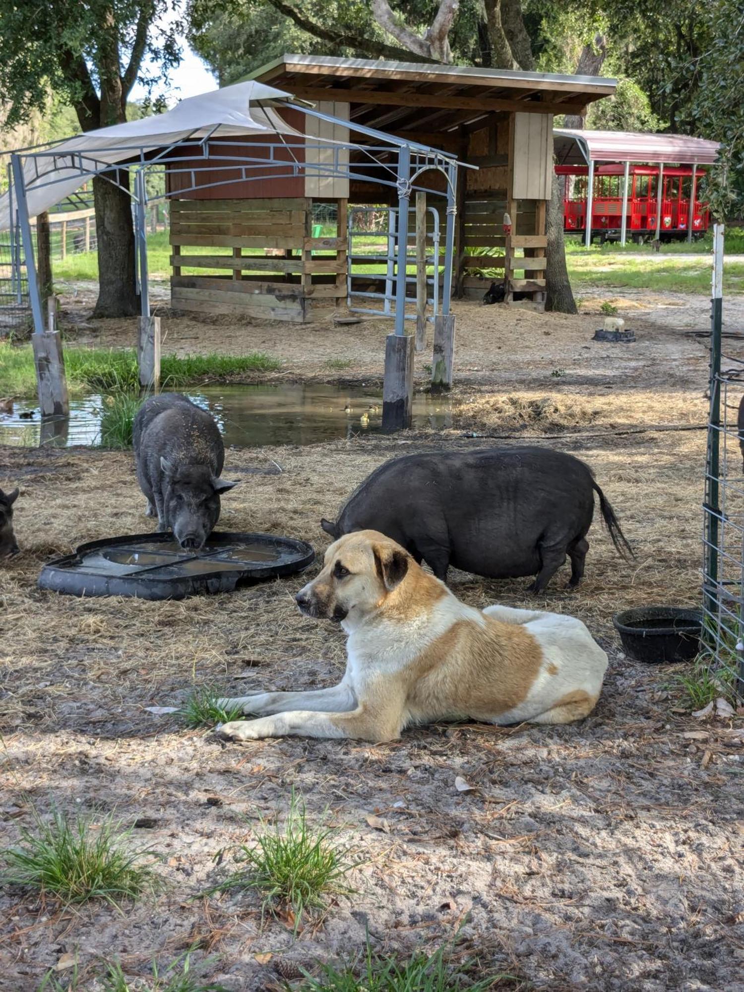 Rooterville Animal Sanctuary Melrose Екстериор снимка