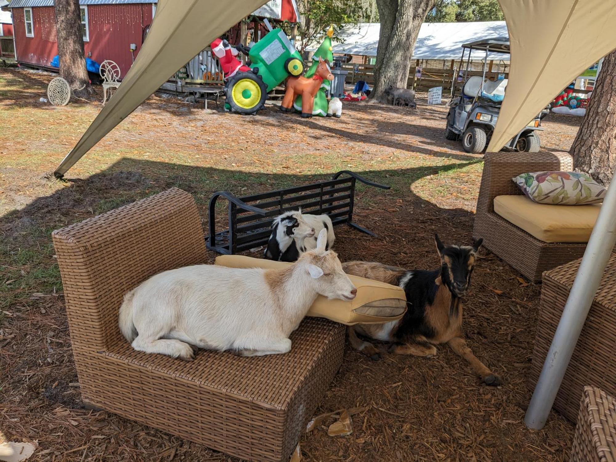 Rooterville Animal Sanctuary Melrose Екстериор снимка