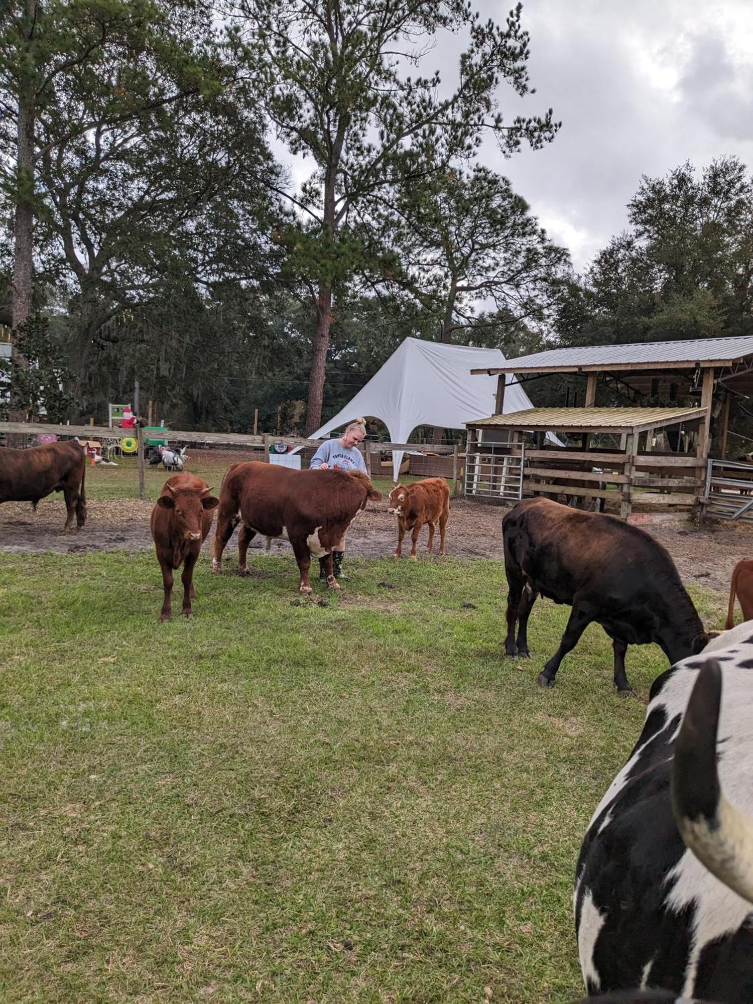 Rooterville Animal Sanctuary Melrose Екстериор снимка