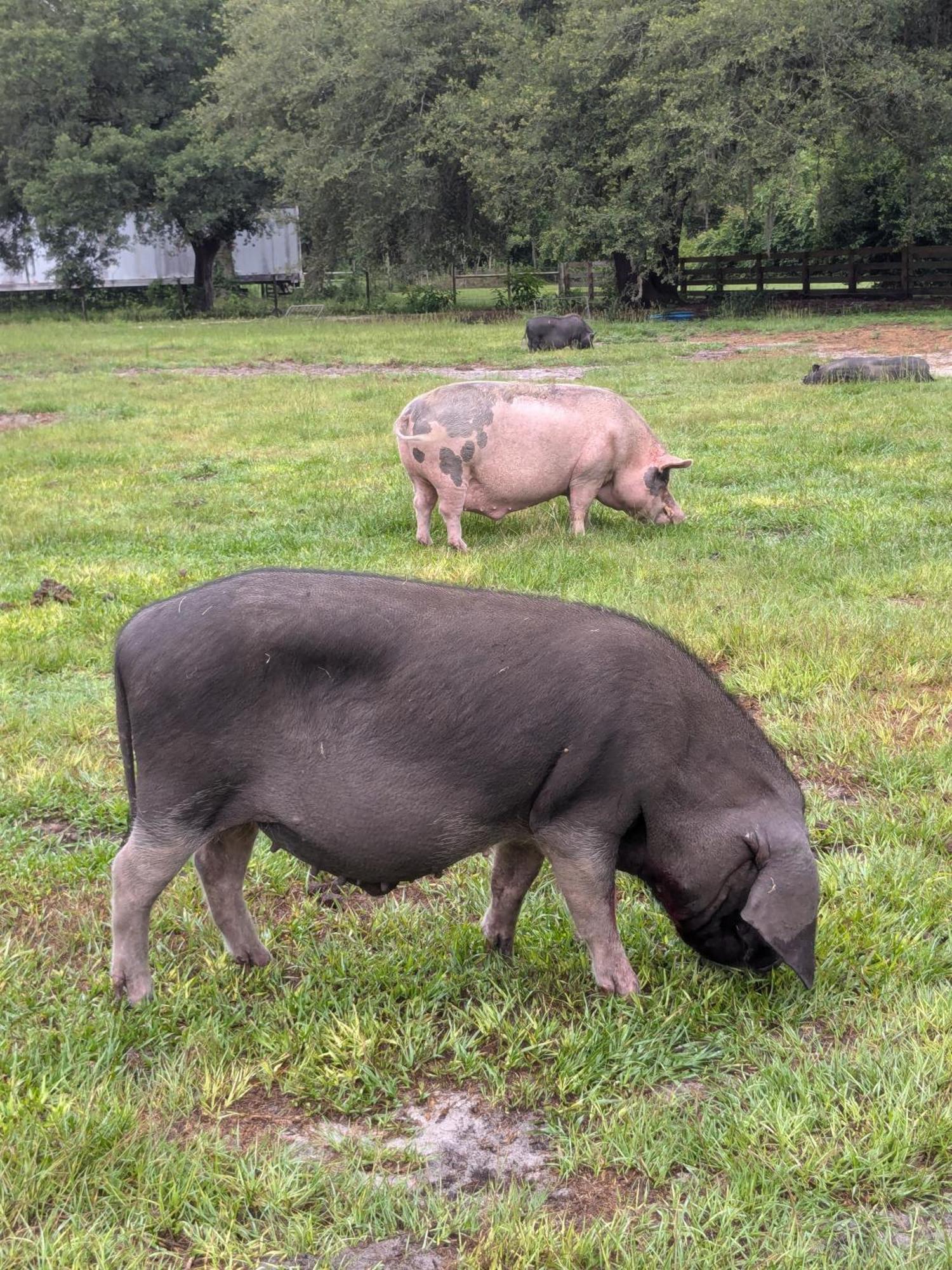 Rooterville Animal Sanctuary Melrose Екстериор снимка