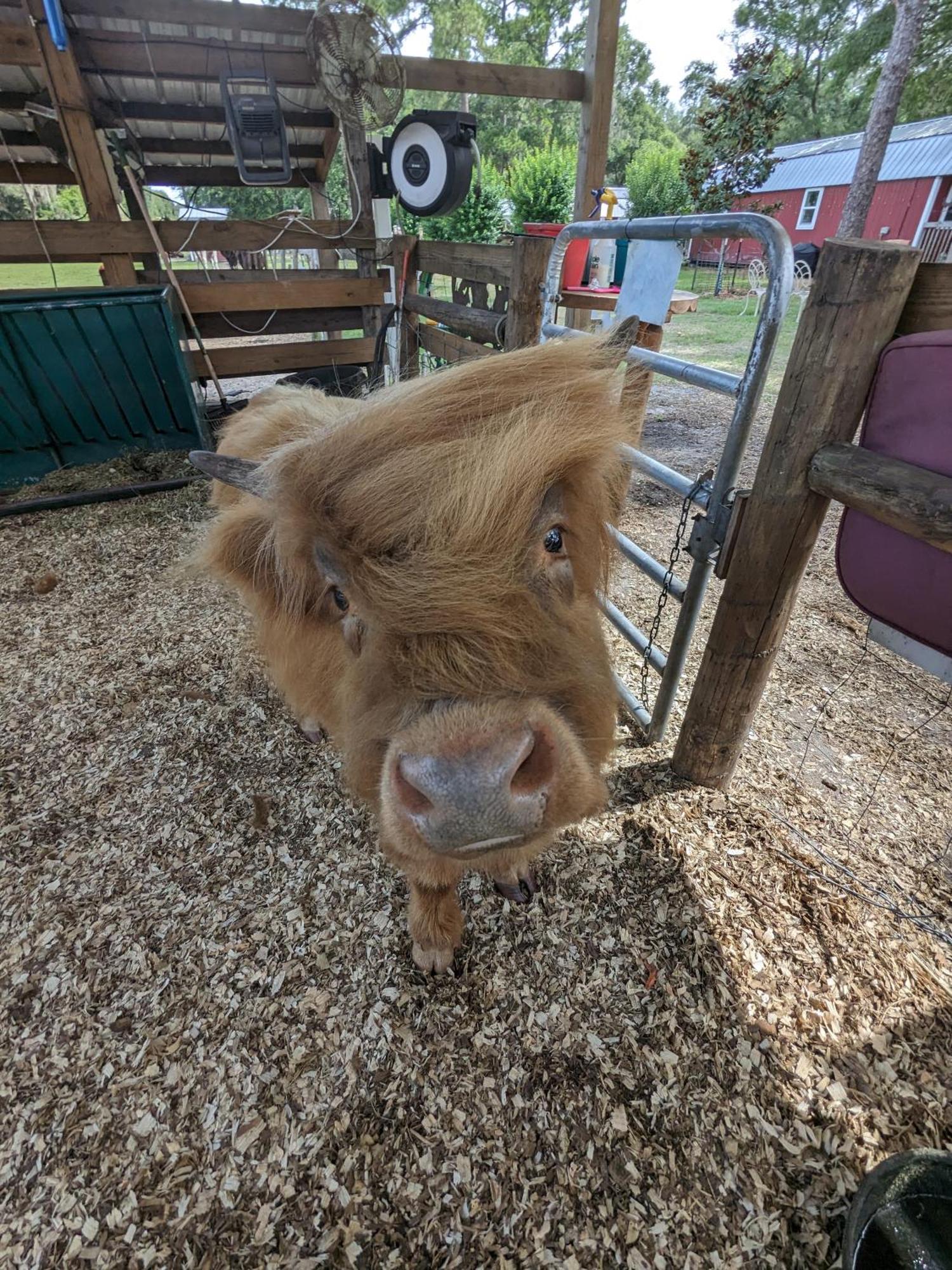 Rooterville Animal Sanctuary Melrose Екстериор снимка
