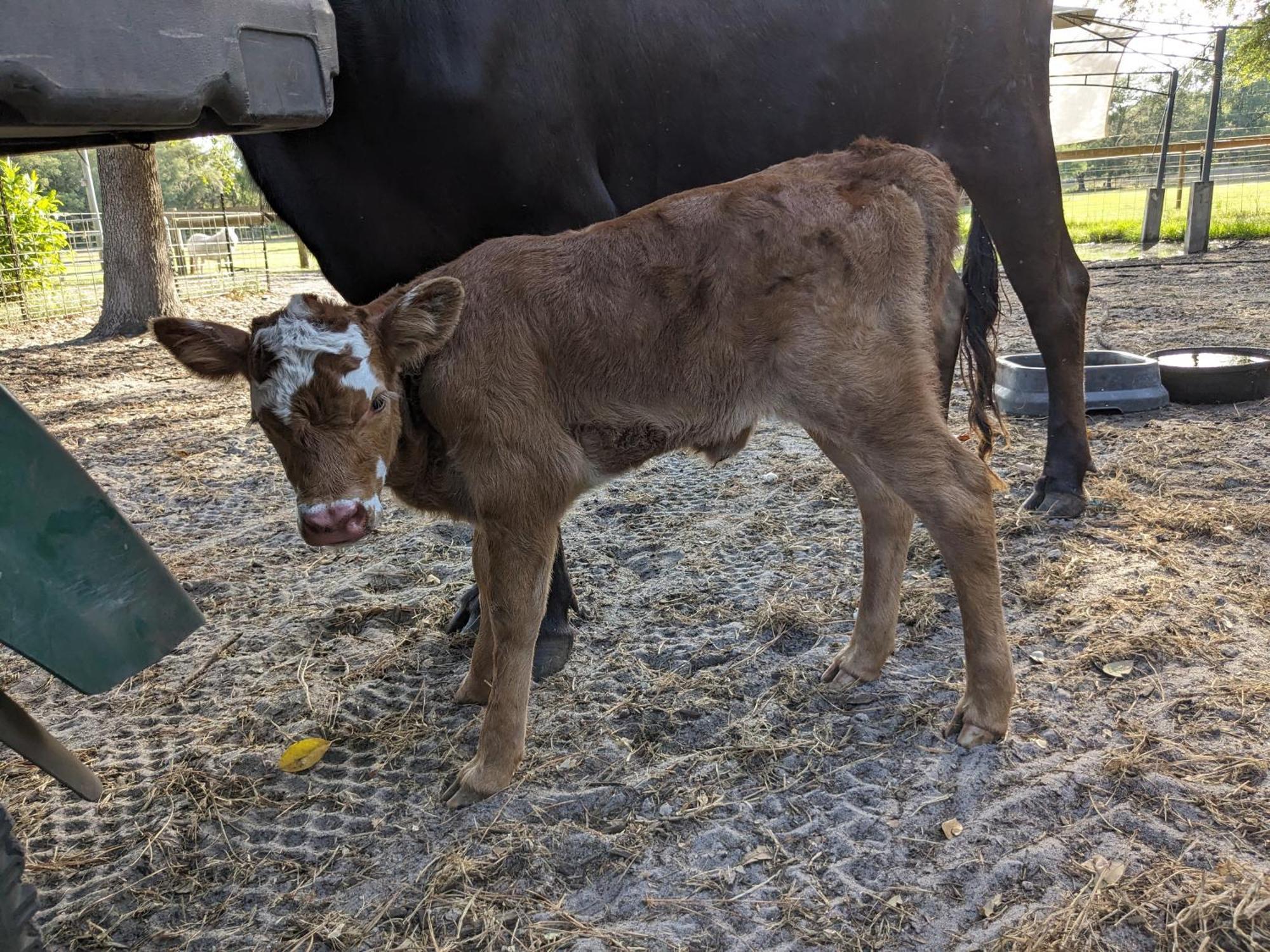 Rooterville Animal Sanctuary Melrose Екстериор снимка
