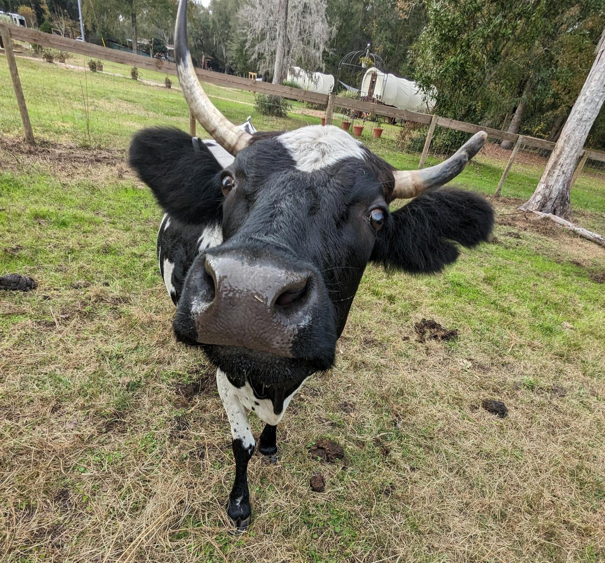 Rooterville Animal Sanctuary Melrose Екстериор снимка